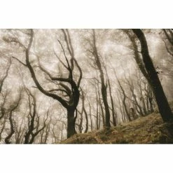 Goodyear Newton Trail Tubeless Front MTB Tyre Black 2.5" 27 23 Goodyear Newton Trail Tubeless Front MTB Tyre Black 2.5" 27 -Maxxis Salg Goodyear Newton Trail Tubeless Front MTB Tyre Tyres Black GR 015 64 622 V002 R 9